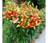 7 pezzi bulbi di lirie di - bonsái bulbi balcone lirio primavera in resistenti, estate che coprono il suolo