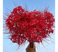 7 pezzi bulbi di sangue - interni esotici bulbi lirio aracco, copertura del suolo resistenti, esotici resistenti, giardino