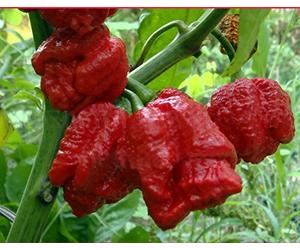 7 POT SR (Trinidad) 10 SEMI peperoncino x 7 pentole di stufato Seven Pod