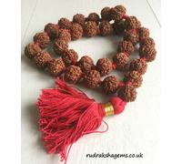 7 SETTE MUKHI RUDRAKSHA KANTHA LAKSHMI LAXMI SIDDHA MALA 33 RUDRAKSH JAPA PERLE