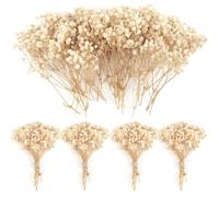 70 mini fiori secchi per il respiro del bambino, 4000 + gipsophila naturale pressata, fiori secchi bianchi avorio, accessori per capelli, ghirlande nuziali, biglietti, vasi, regali, decorazione per la