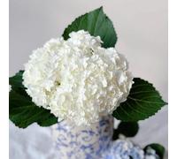 70 pezzi di ortensie semi resistenti - da giardino semi scalatrici resistenti, balcone in inverno, giardino