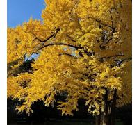 70 pezzi di semi di ginkgo - ginkgo, perenne decorative, perenne resistenti, resistenti al giardino, balcone robustas