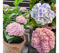 700 pezzi di ortensie semi resistenti - tetti verdi da giardino resistenti, per giardino, semi perenni