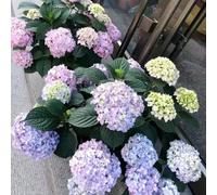 75 pezzi semi di ortensia - di giardino tetti verdi semi di giardino di decorazione interna esotica,