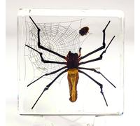 75mm Giant Golden Orb Weaver Spider In Lucite Resin Paperweight