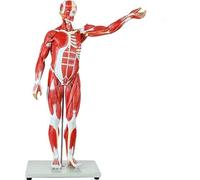 78 Cm Modello Scientifico dei Muscoli E degli Organi Umani A 27-Parte Half-Life Dimensione del Muscolo Modello con Organi E Anatomia Muscolare