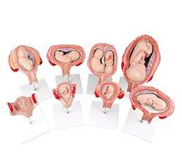 8 PCS Anatomico Umano Sviluppo Embrionale Modello Educativo Modello di Processo di Sviluppo della Gravidanza Umana Model