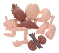 8 Pcs Di Organo Umano Bambino Strumenti Studio Anatomia Fisiologia