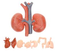 8 Pcs Modello Di Insegnamento Anatomia Modelli Strumento Didattico