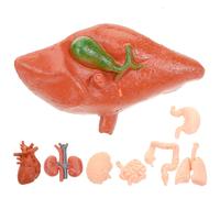 8 Pcs Modello Di Insegnamento Strumento Didattico Modelli Anatomia