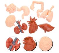8 Pcs Montessori Teaching Aiddy Model Alunno Anatomia Modella Il Corpo Umano