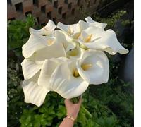 8 pezzi bulbi di cala sono perenni resistenti al giardino, esotici resistenti per giardino, balcone