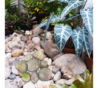 8 Pezzi di Rocce di Schiuma per Il Paesaggio in Pietra Nella Comunità