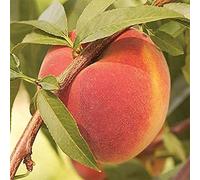 8 pezzi Semi di Pesca di Cristallo Chiaro e Rotondo Aromatico Forte Tolleranza al Freddo Ha un Alto Valore Ornamentale Giardino di Casa Horticultural paesaggio Cortile Esterno