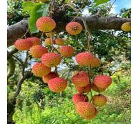 8 pezzi Semi lichi - insalata di colonnari esotici resistenti all'esterno, piccolo per donne, tetto verde
