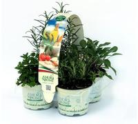 8 piante aromatiche classiche per cucina italiana e per grigliate (MEDITERRANEO + GRILL)