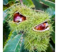 8 pz Semi di castagno, castagno regali da giardino con noci per donne Acquistare castagne, Castanea mollissima, giardino di alberi resistente seme di noce migliore dei semi di semina