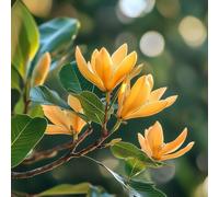 8 Semi di Magnolia Champaca - SemiSelvaggio Permacultura