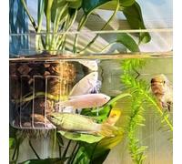 8 supporti per piante da acquario in plastica trasparente con ganci per acquario, progettati per promuovere la circolazione dell'acqua e l'esposizione alla luce per una salute ottimale delle piante