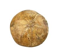 80-230 g campione stella marina grezza naturale lucido bellissimo cristallo raccolta domiciliare (Size : 200-230g)