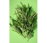 80 graines EPINARD SAUVAGE (Chenop odium Bonus-Henricus) H863 GOOD KING HENRY SEEDS