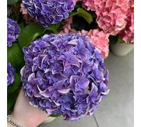 80 pezzi semi di ortensie - tetti verdi balcone balcone semi prato selvatico perenne resistenti