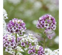 80 pezzi semi di pietra - balcone giardino interno esotico, giardino interno, esotico decorazione balcone Decorazione