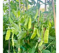 80 pezzi semi di tirabeque biologici - semi di resistenti per giardino, balcone esotici biologici giardino balcone