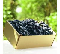 80 pezzi semi di uva - perenne resistenti balcone resistenti semi biologici al giardino, letto elevato