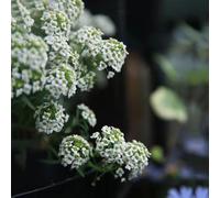 80 pezzi Semi resistenti perenni pietra - di interni esotici, decorazione semi di selvatici perenni,