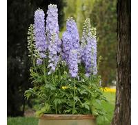 80 semi, Delphinium Giant Larkspur Mix Seeds