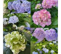 800 pezzi di ortensie semi resistenti - semi di interni esotici, scalatrici resistenti