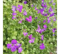 800 pezzi semi cuscino azzurro, semi di selvatica perenne resistenti, perenne resistenti,