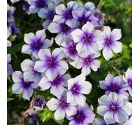 800 pezzi semi di flox che coprono il suolo - semi di primavera giardino tappeto flox,