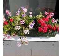 800 pezzi semi di geranio - semi di selvatica perenne, resistenti per il giardino, decorazione resistente all'inverno