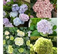 800 pezzi semi di ortensie - da giardino resistenti, tetti verdi semi la decorazione interna