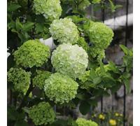 800 pezzi semi di ortensie - da giardino resistenti tetti verdi semi la decorazione interna