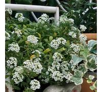 800 pezzi semi di pietra - semi di giardino selvatico giardino interno,