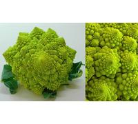 800 SEMI DI CAVOLFIORE "ROMANESCO NATALINO" 2 GRAMMI