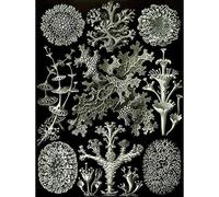 83Rd Plate Ernst Haeckel Kunstformen Der Natur Lichenes Art Print Poster Wall Decor 12X16 Inch Piatto Forme d'arte della natura Manifesto Parete