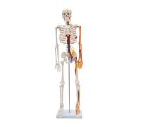 85 cm di altezza, modello di uno scheletro umano in PVC, modello scheletro umano con strutture neurovascolari, modelli di anatomia umana in posizione eretta, per studio e esposizione
