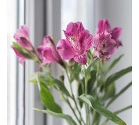 85 pezzi semi alstroemeria di giardino di rocce resistenti, sul piccolo balcone per donne, giardino resistenti,