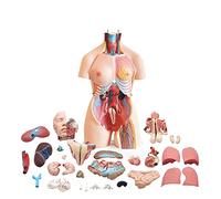 85CM Torso Modello Anatomico Medico Umano Organi Interni Modello Organi Interni Anatomia Torso Modello 23 Parti con Orga