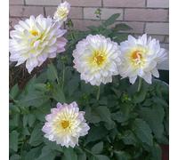 8bulbi di dalia selvatici balcone il giardino decorazioni per esterni