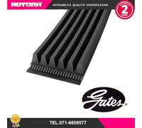8PK1625ES Cinghia Poly-V (MARCA-GATES)