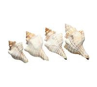 9-20 cm tromba naturale conchiglie di mare conchiglie conchiglie lumache ornamento per la casa (#2)