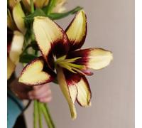 9 pezzi bulbi di lirie di - piccolo per le donne, perenne di lirio, perenne resistenti, bulbi prato