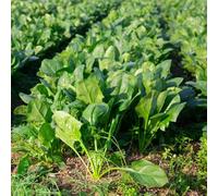 90 pezzi semi di spinaci resistenti - giardino piccolo per donne, perenni resistenti, semi