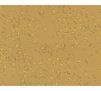 935853 - Versace 4 Floreale Oro AS Creation Carta da Parati